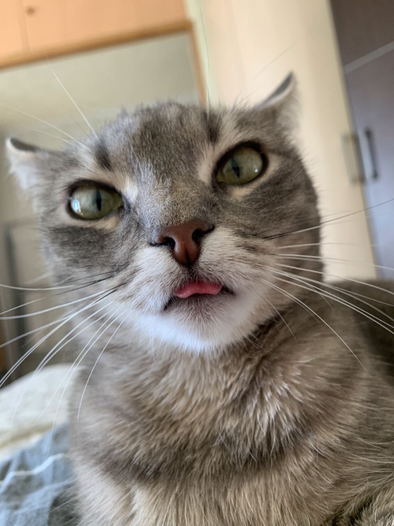 Серая кошка